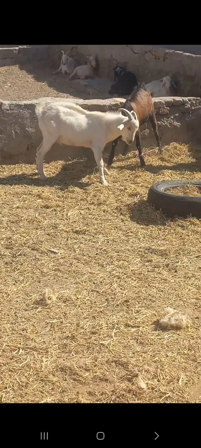 ۱۱عدد کهره نر|حیوانات مزرعه|یزد, |دیوار