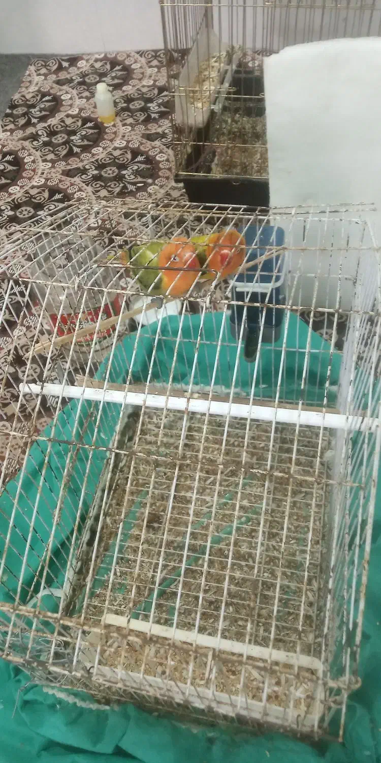 یه جفت طوطی برزیلی یوینگ گولد ۱ساله|پرنده|باوی, |دیوار