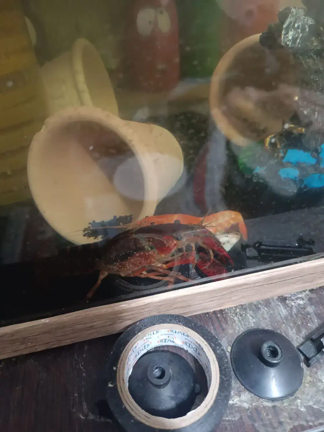 لابستر|خزنده|اصفهان, بهارستان|دیوار