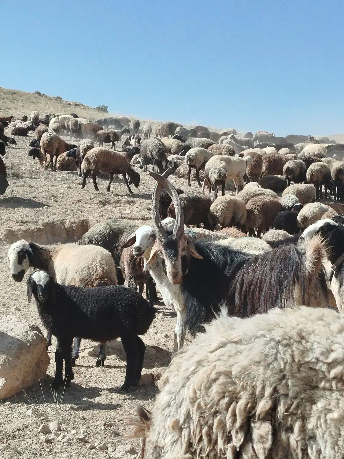 نربز|حیوانات مزرعه|تهران, جی|دیوار