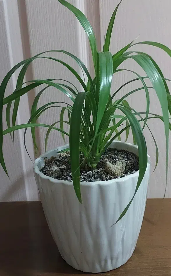 گل گندمی به همراه گلدان سرامیکی|گل و گیاه طبیعی|رشت, حمیدیان|دیوار