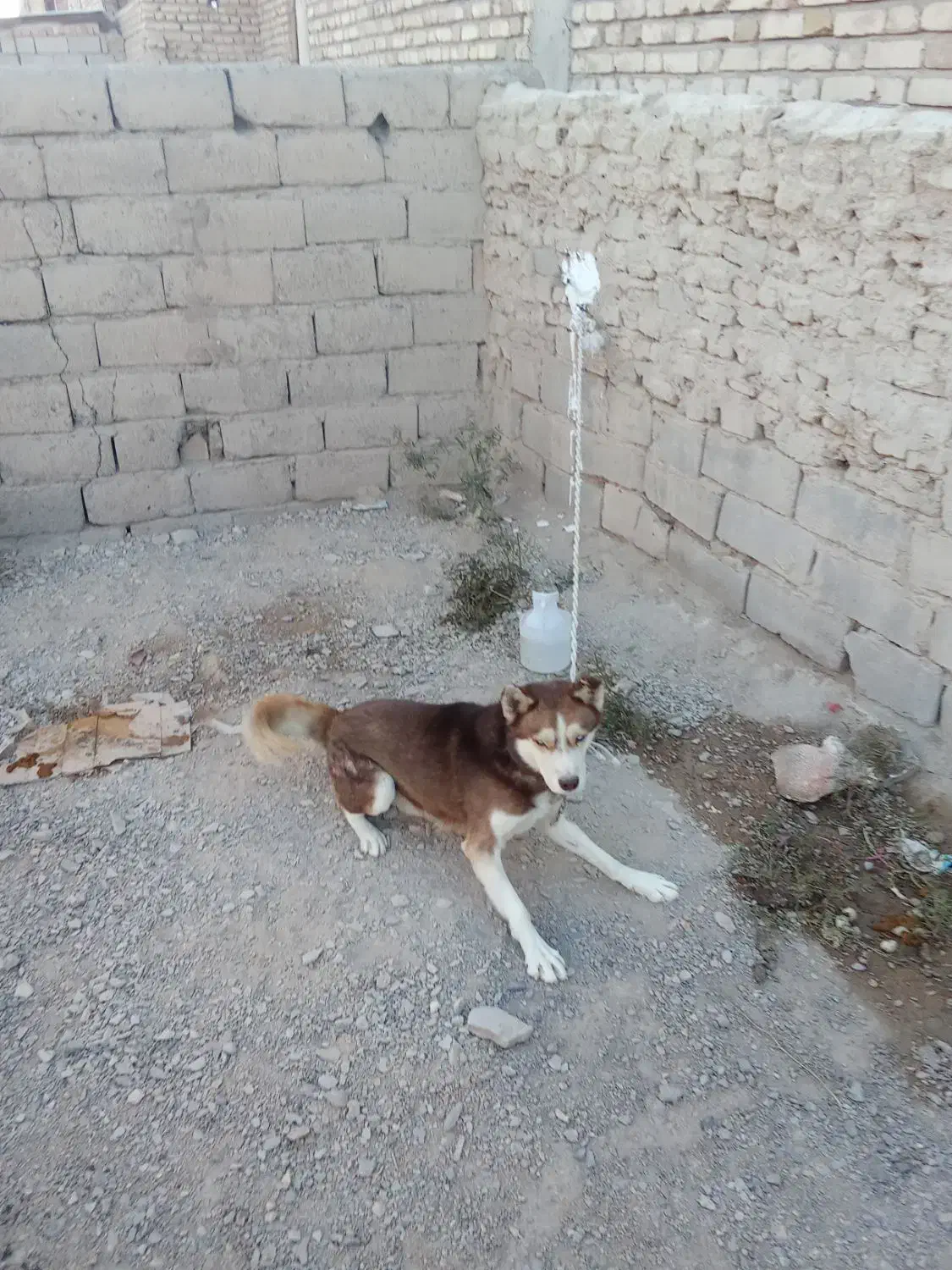 سگ هاسکی|سگ|بردسیر, |دیوار