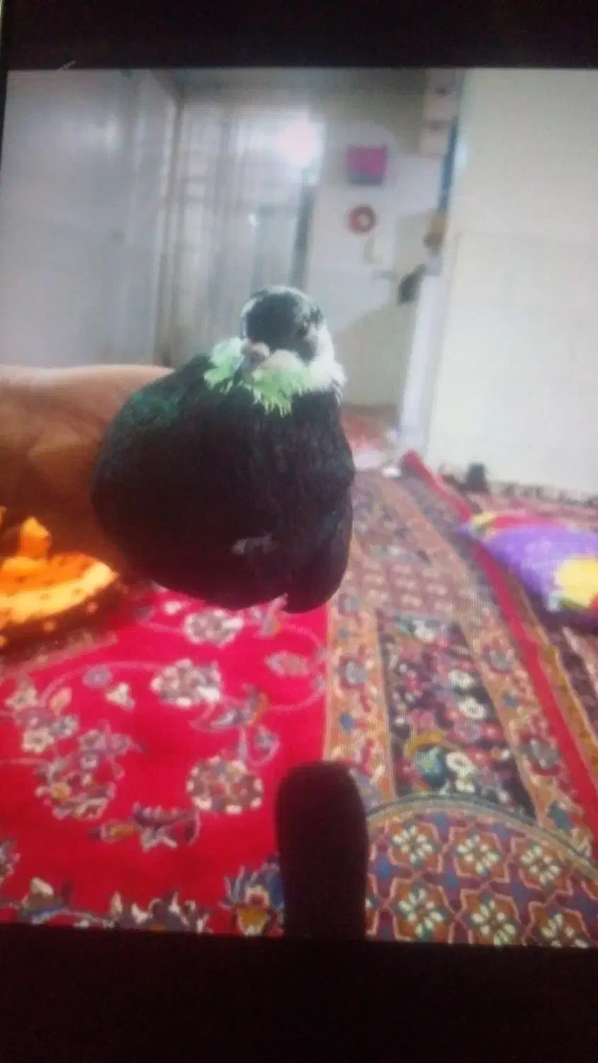 یه جوفت کفترساعت سنگین ۵۰۰|پرنده|قرچک, زیبا شهر|دیوار