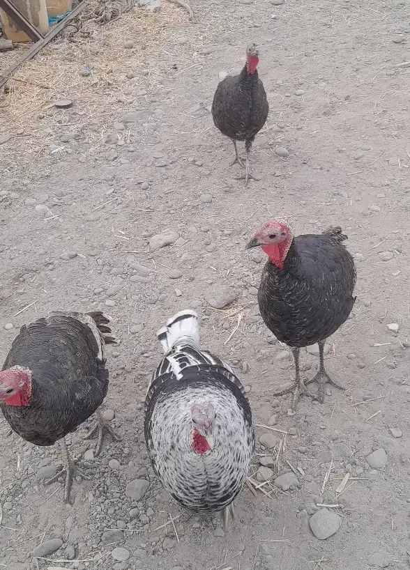 بوقلمون|حیوانات مزرعه|قم, پردیسان|دیوار