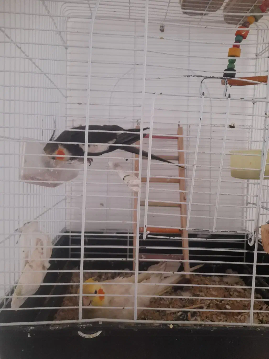 عروس‌هلندی|پرنده|اسفراین, |دیوار