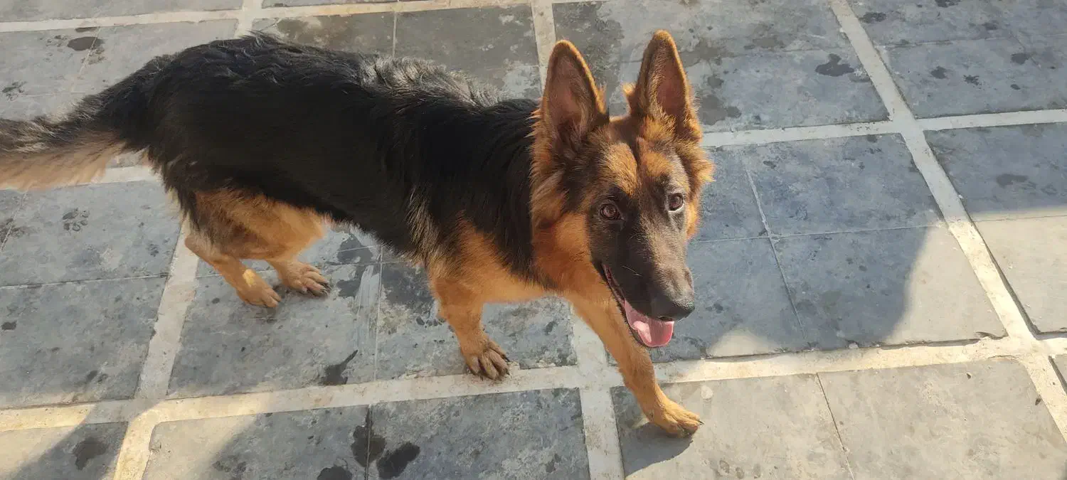 سگ ژرمن یک ساله نر|سگ|چمستان, |دیوار