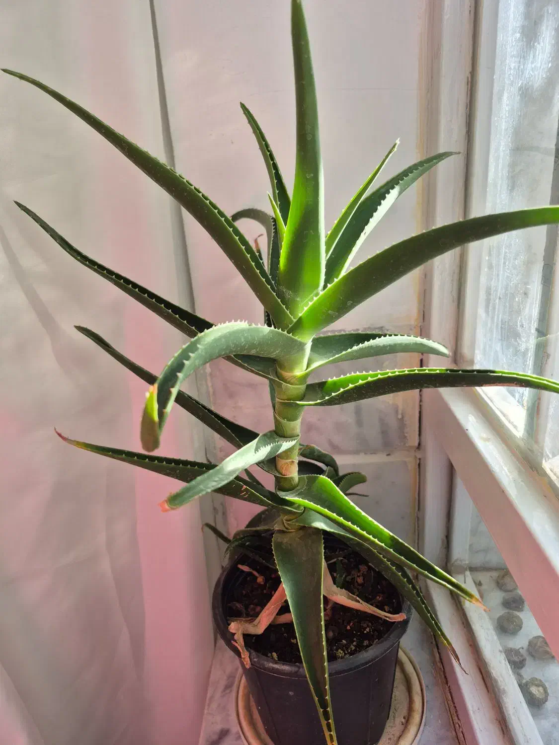 گل قاشقی وآلوورا|گل و گیاه طبیعی|قائن, |دیوار