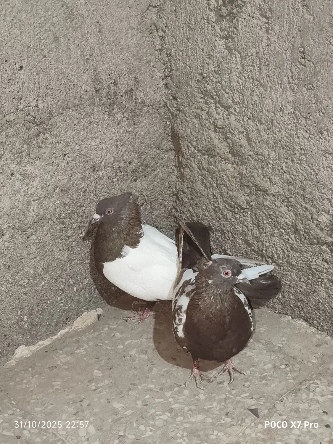 دو جفت کبوتر سینه|پرنده|هیرمند, |دیوار