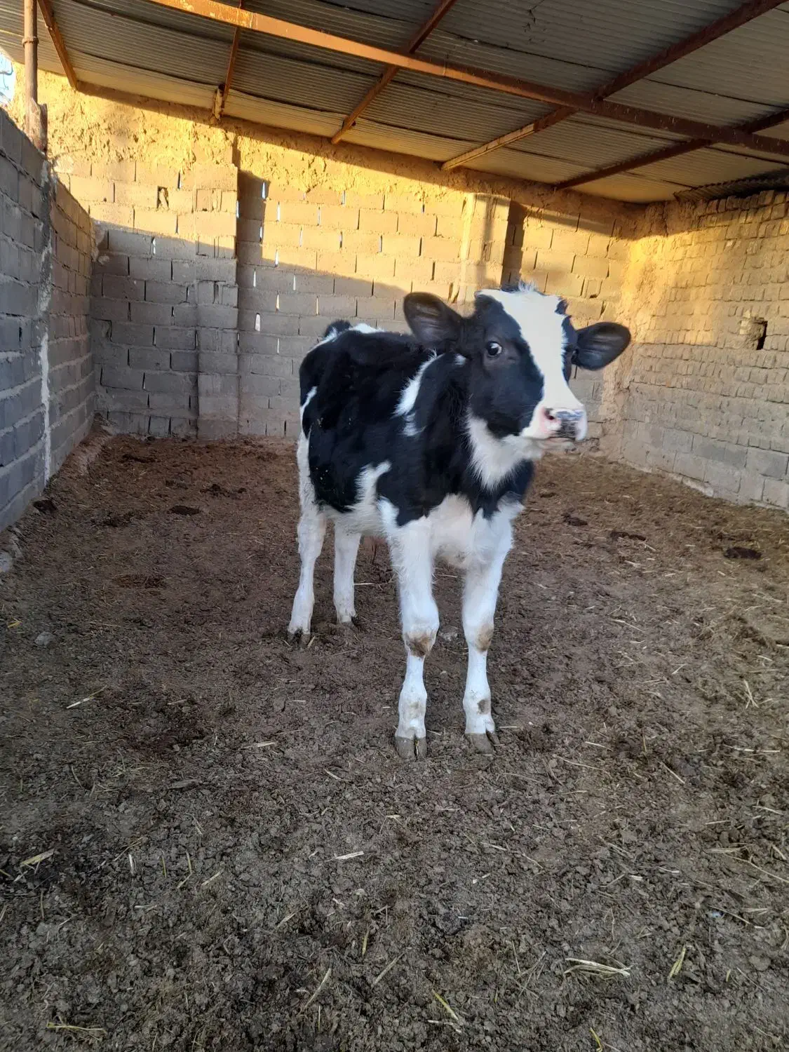 یگ عدد گوساله نر|حیوانات مزرعه|تربت جام, میان جام|دیوار
