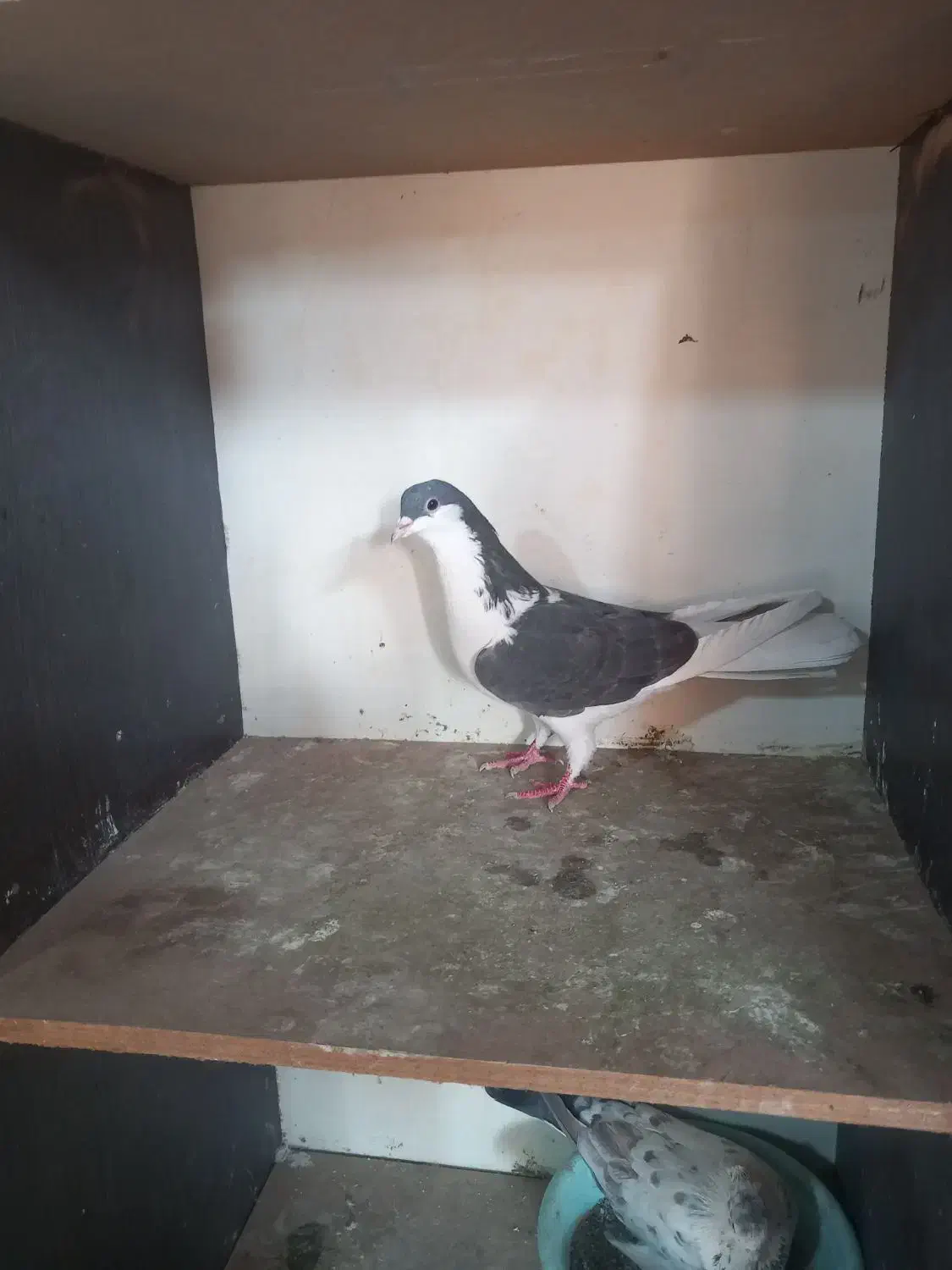 کبوتر|پرنده|قم, کاسه گران|دیوار