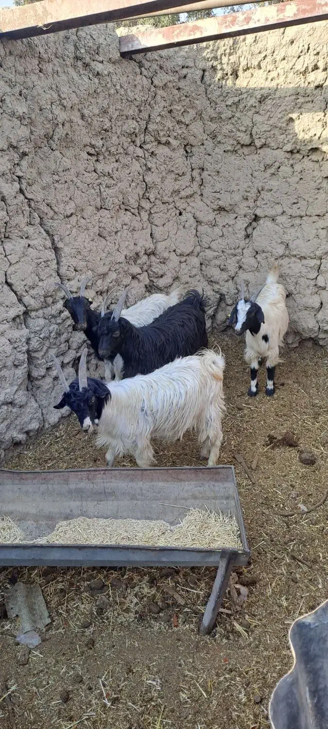 بزغاله سالم سرحال ۵تا ۳۰ میلیون|حیوانات مزرعه|کرج, شهرک الهیه|دیوار