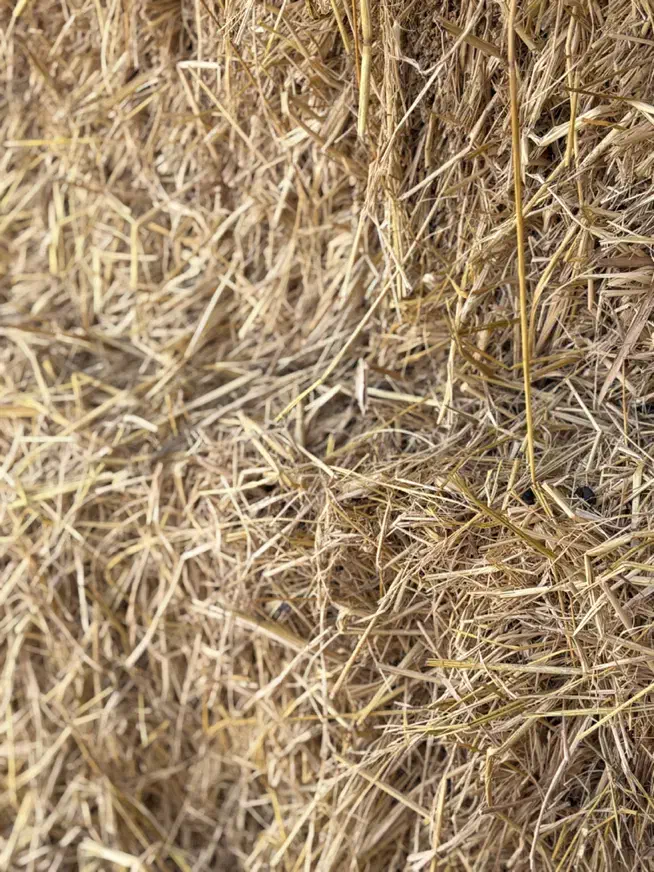 سرچینا|لوازم جانبی حیوانات|رشت, حومه رشت|دیوار