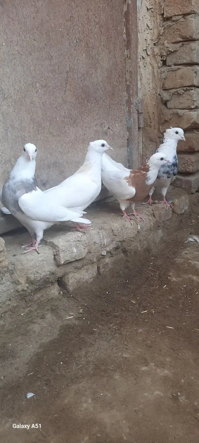 کفتر طوقی|پرنده|کبودرآهنگ, |دیوار