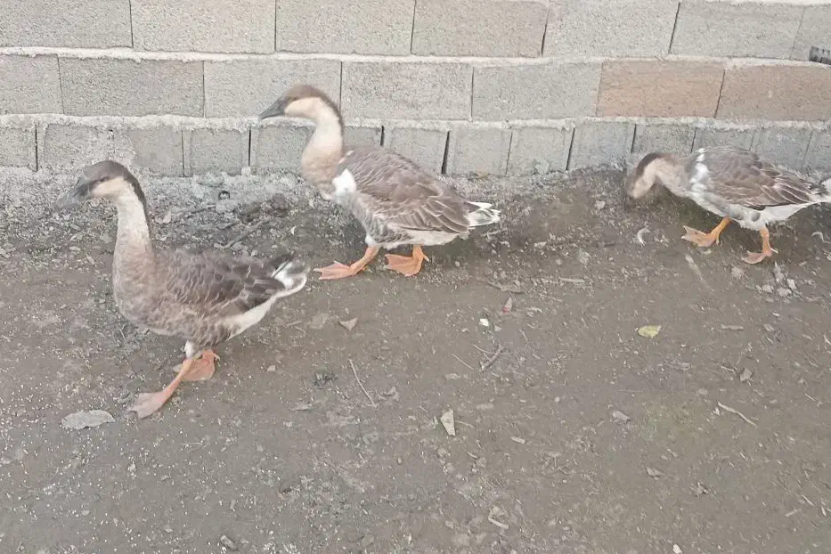 ۳عدد قوغاز اکراینی|حیوانات مزرعه|آستانه اشرفیه, |دیوار