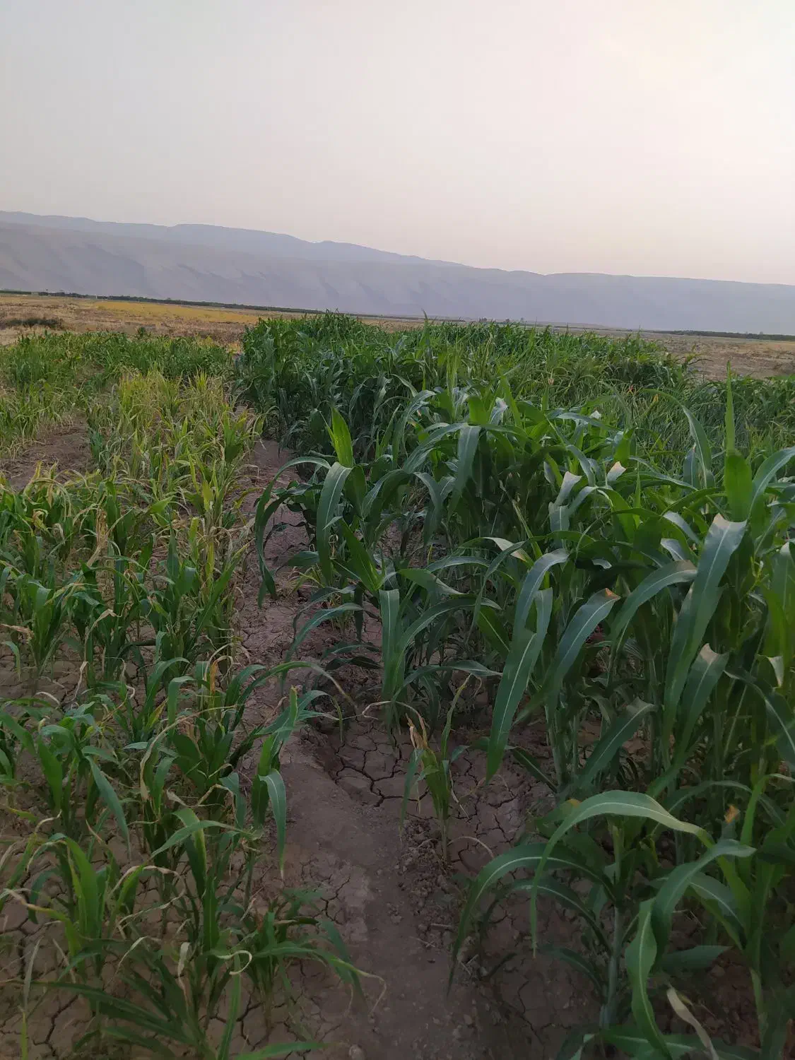 جارو شهری دستی آماده. قیمت توافقی|گل و گیاه طبیعی|کوهدشت, |دیوار