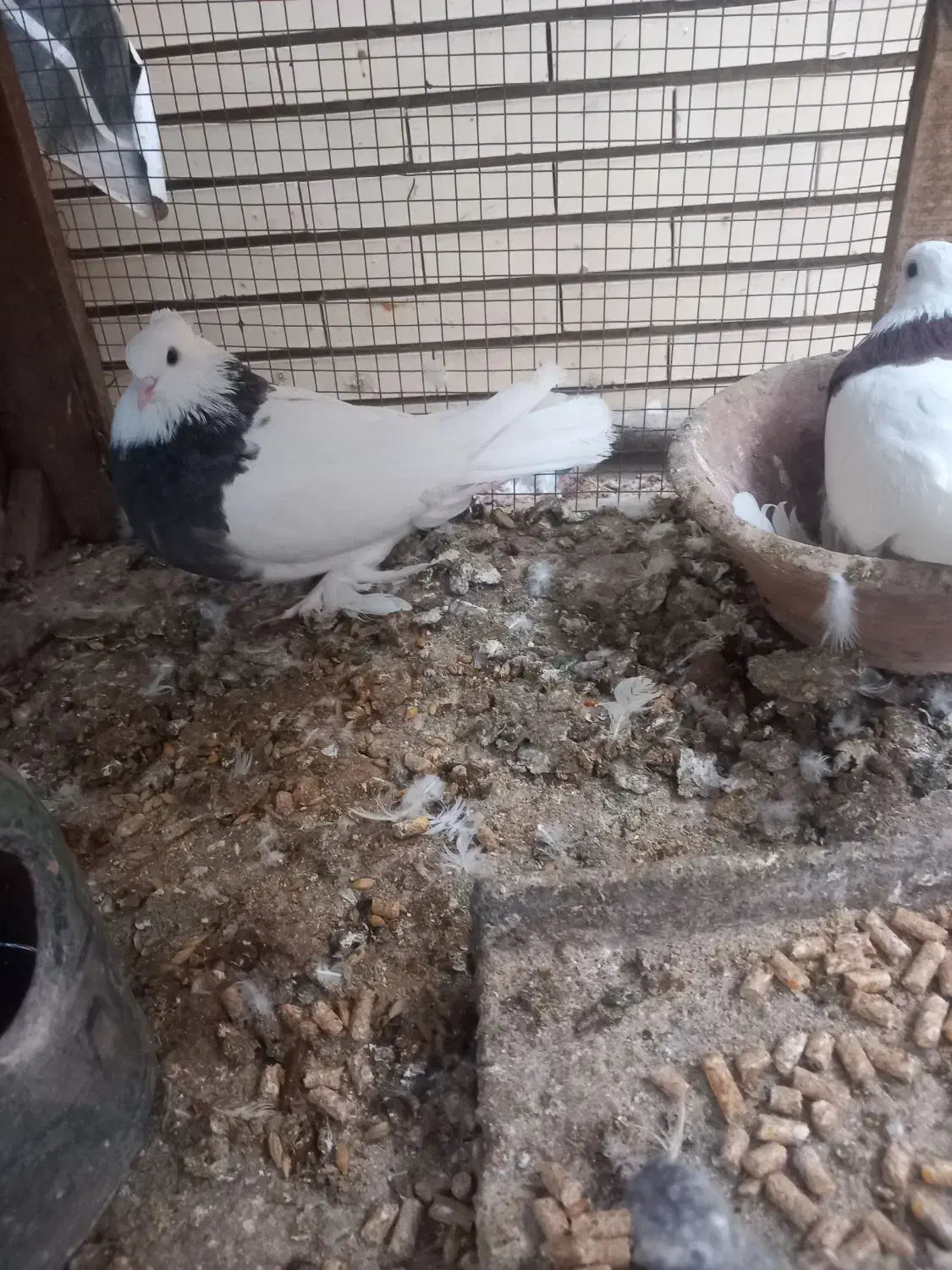 جفت کفتر طوقی|پرنده|زارچ, |دیوار