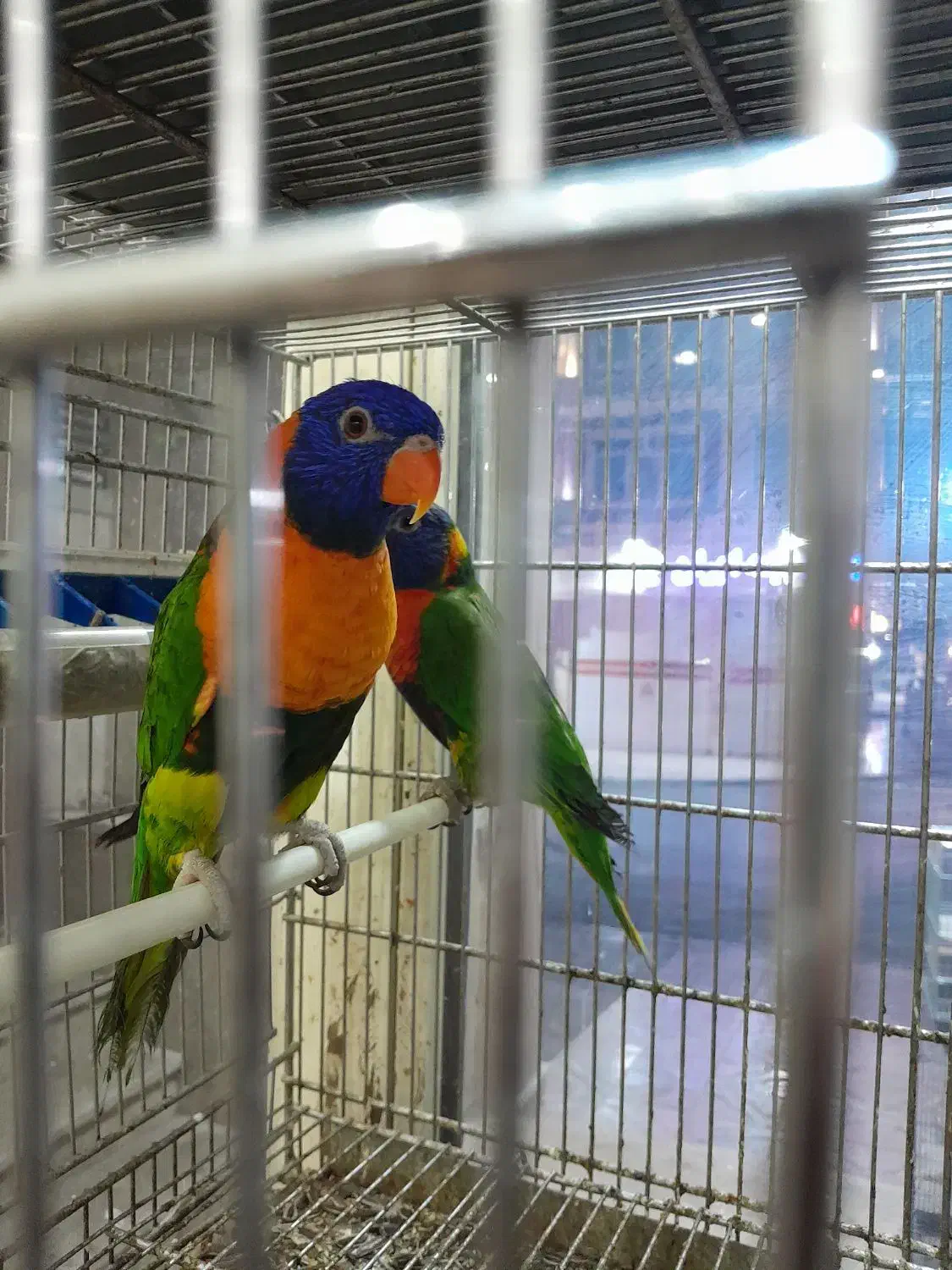 طوطی برزیلی و انواع طوطی خریدوفروش|پرنده|اسلام‌شهر, زرافشان|دیوار