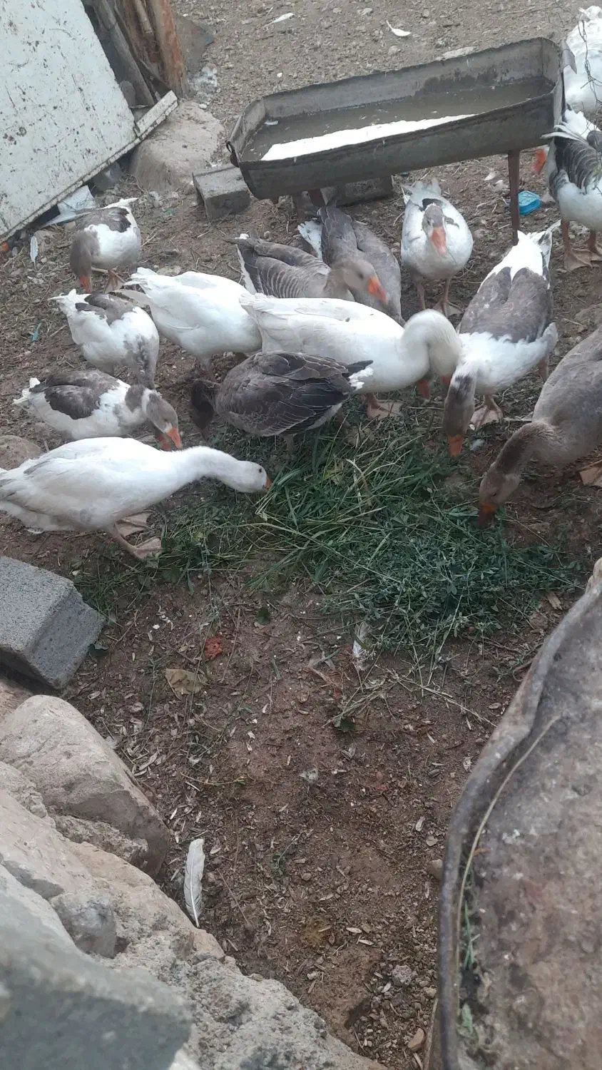 غاز امسال تر و تمیز آماده فروش نزدیک ب تخم گذاری|حیوانات مزرعه|یاسوج, |دیوار