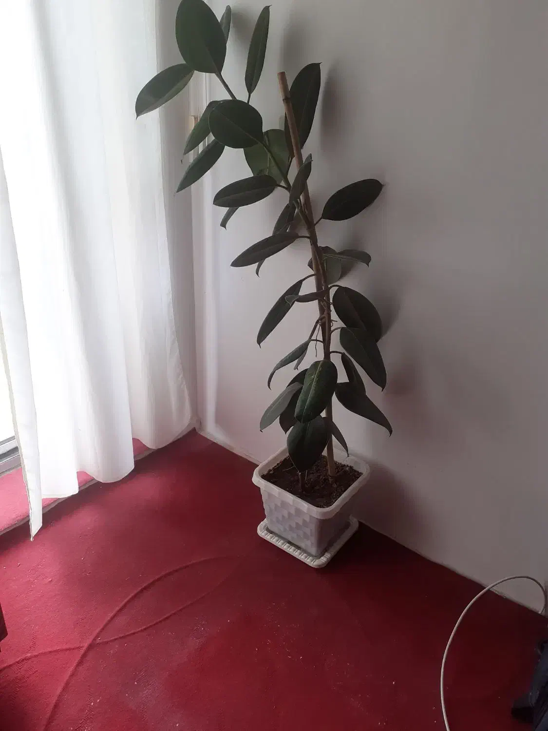 گل آپارتمانی|گل و گیاه طبیعی|اهر, |دیوار