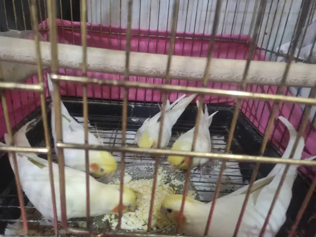 عروس هلندی|پرنده|شهرضا, |دیوار