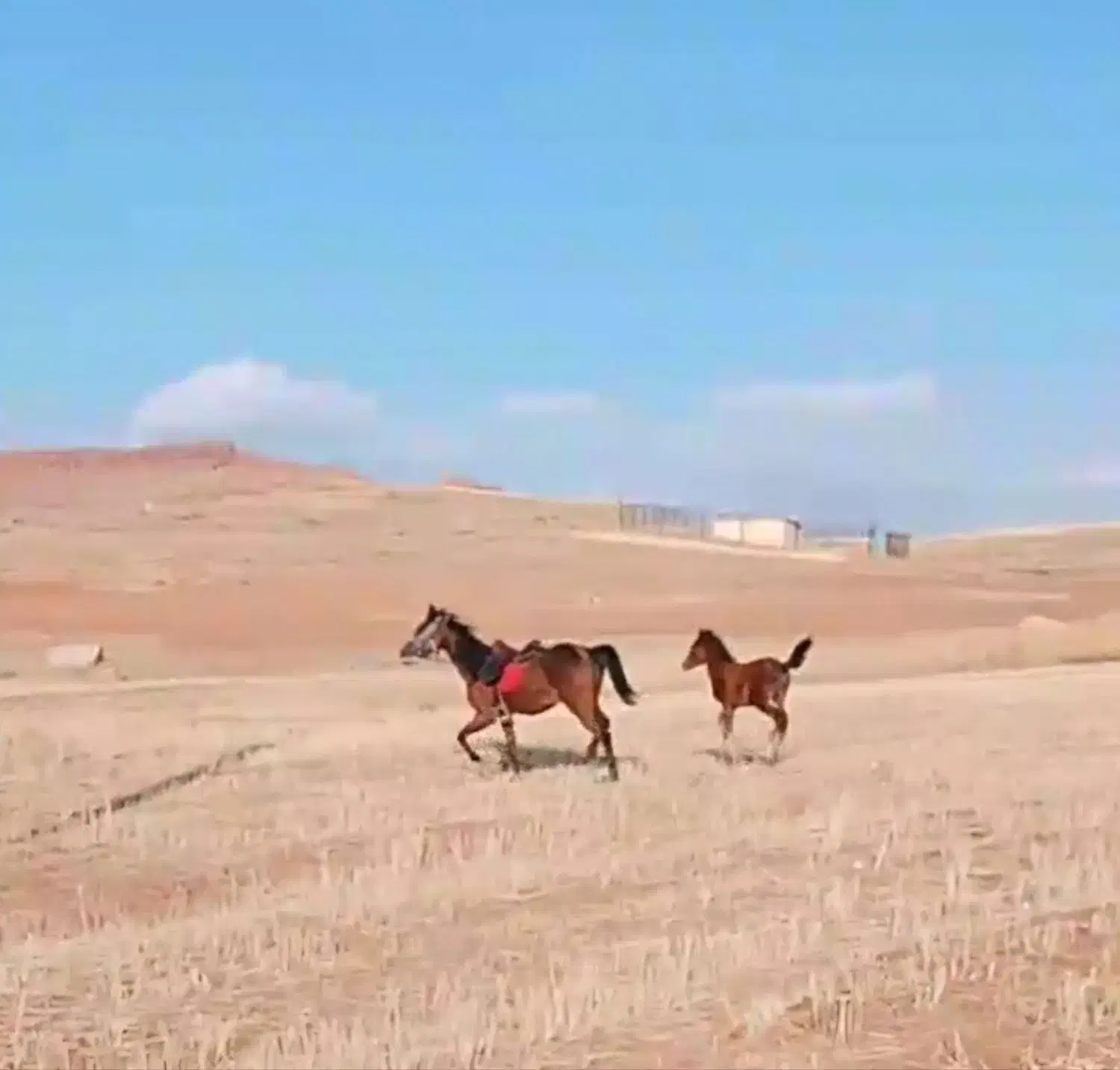 دوعدد اسب کورد|اسب و تجهیزات اسبسواری|اسلامشهر, شهرک احمدیه|دیوار