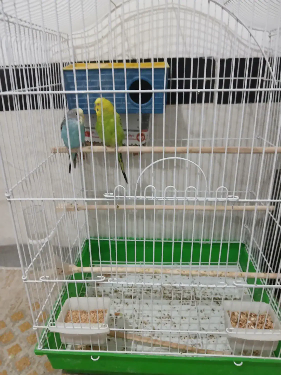 مرغ عشق مولد دست باز|پرنده|مریوان, |دیوار