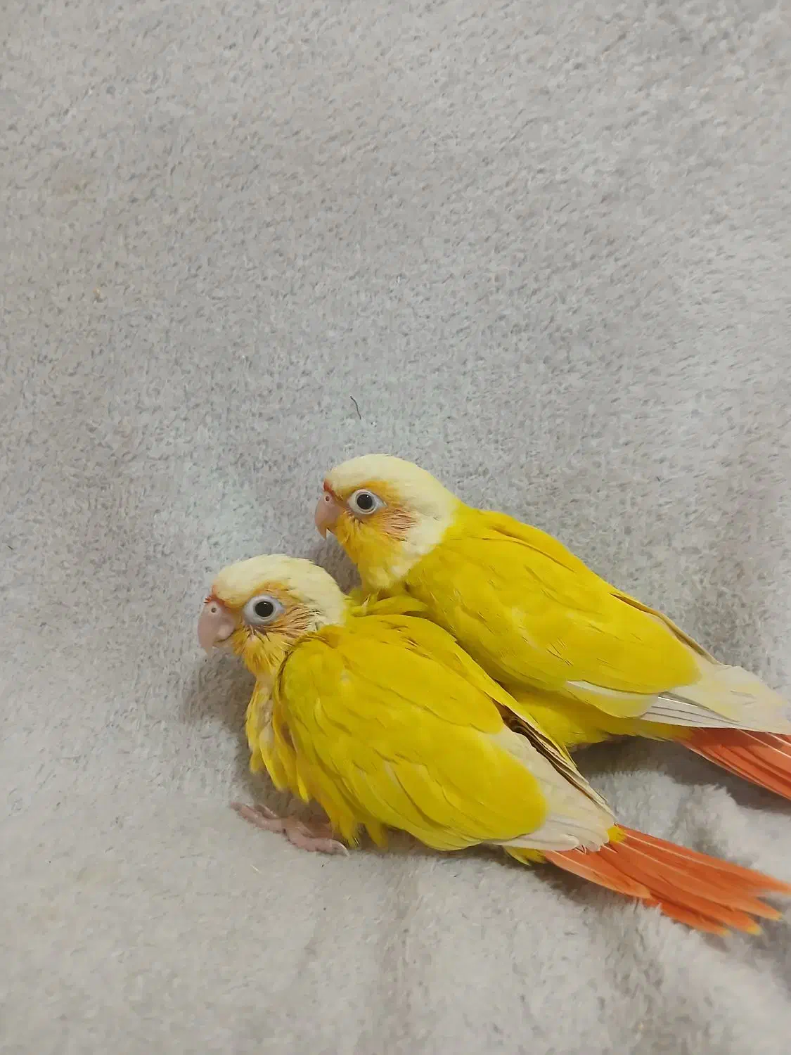 سانچیک گرینچیک فنچ نرگسی|پرنده|ماهدشت, |دیوار