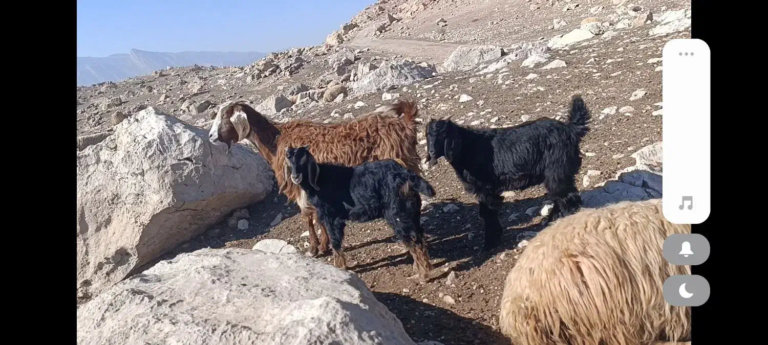 3بزو4بزغاله بزرگ|حیوانات مزرعه|پلدختر, |دیوار