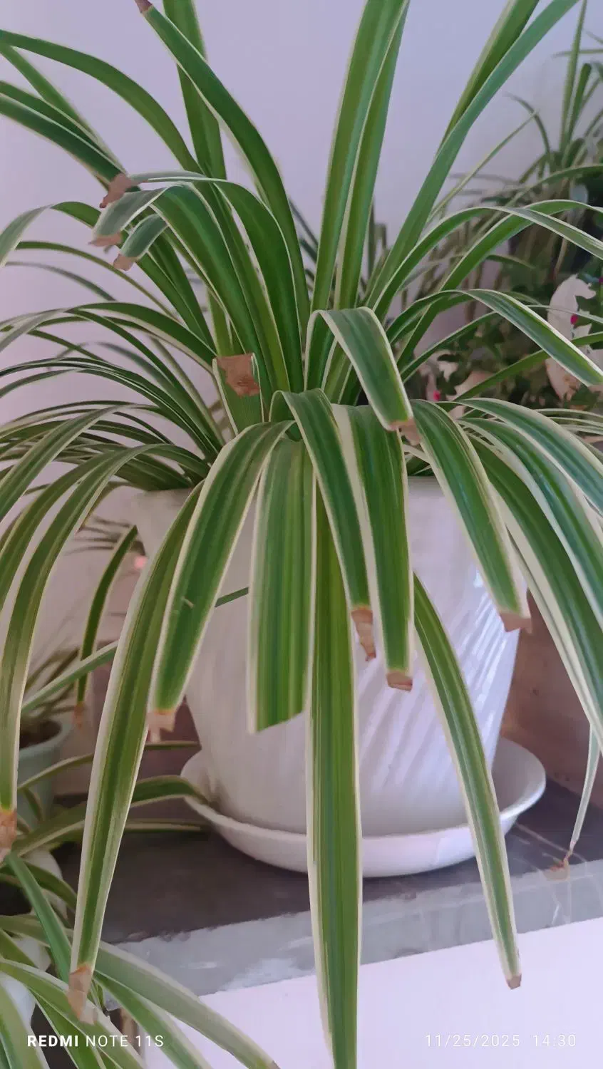 گل و گیاه|گل و گیاه طبیعی|سبزوار, پاسداران|دیوار