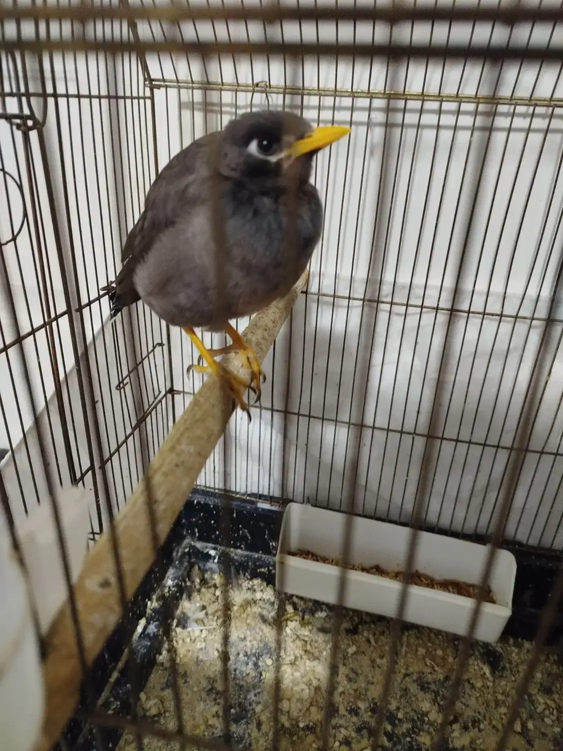 مینا سه ماهه دستی معاوضه با سهره نر بخون|پرنده|قم, شاه ابراهیم|دیوار