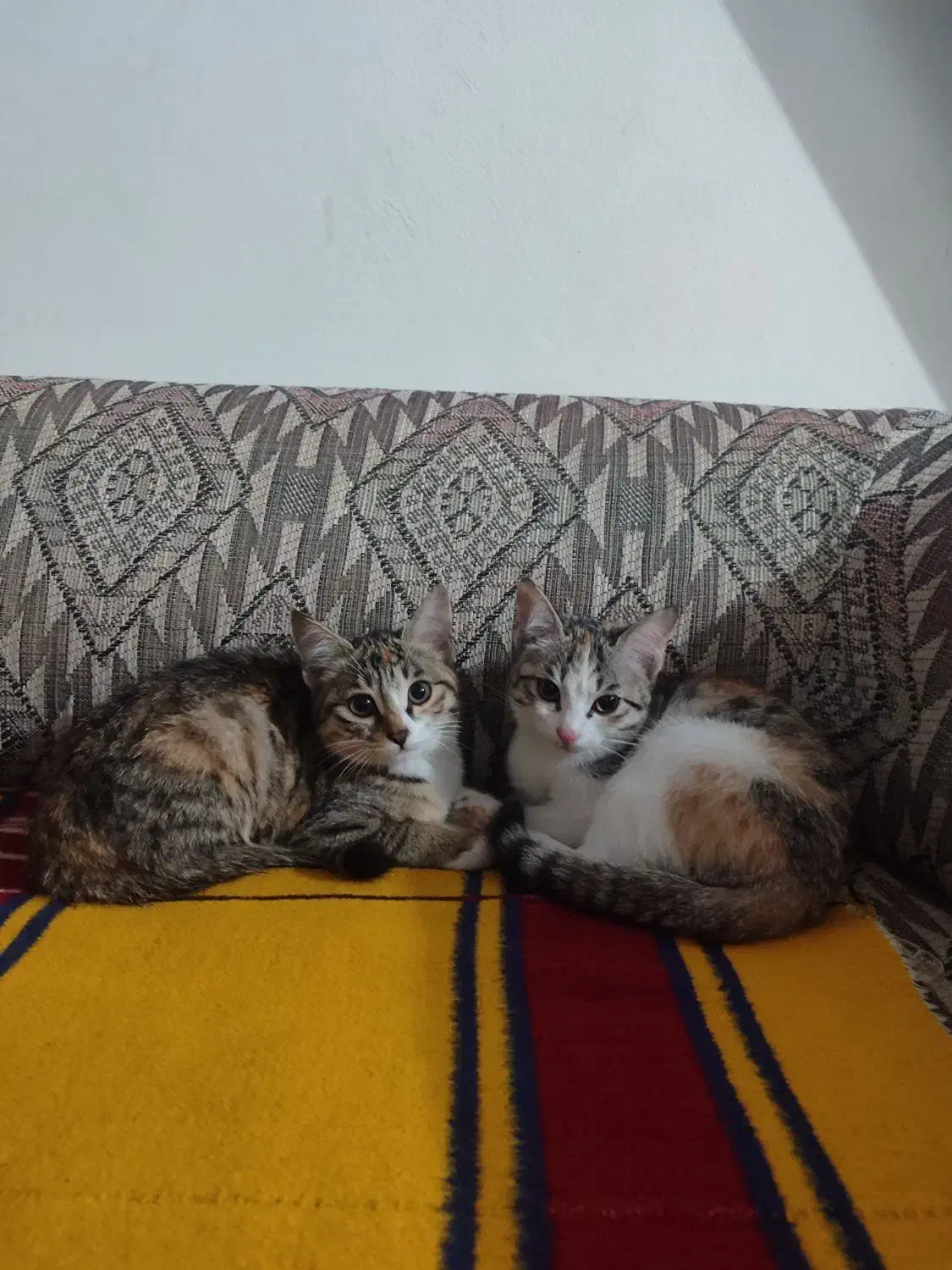 گربه واگذاری رایگان|گربه|نوشهر, |دیوار