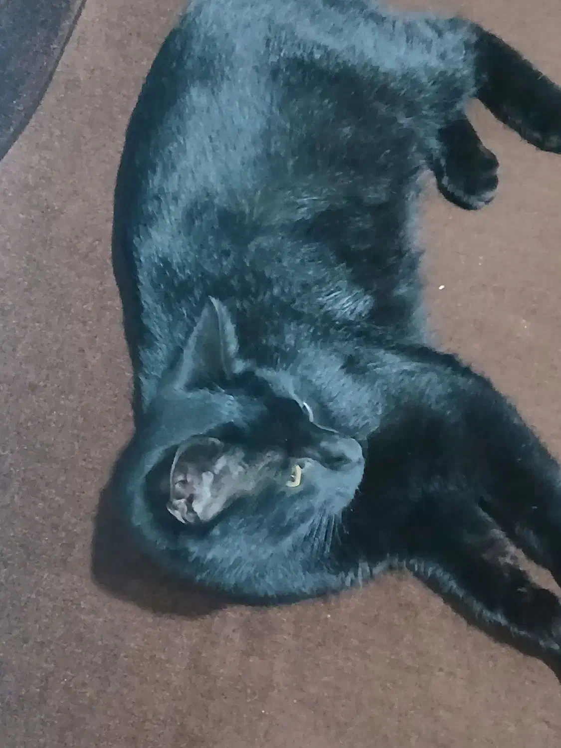 گربه خانگی زیبا|گربه|اردبیل, |دیوار