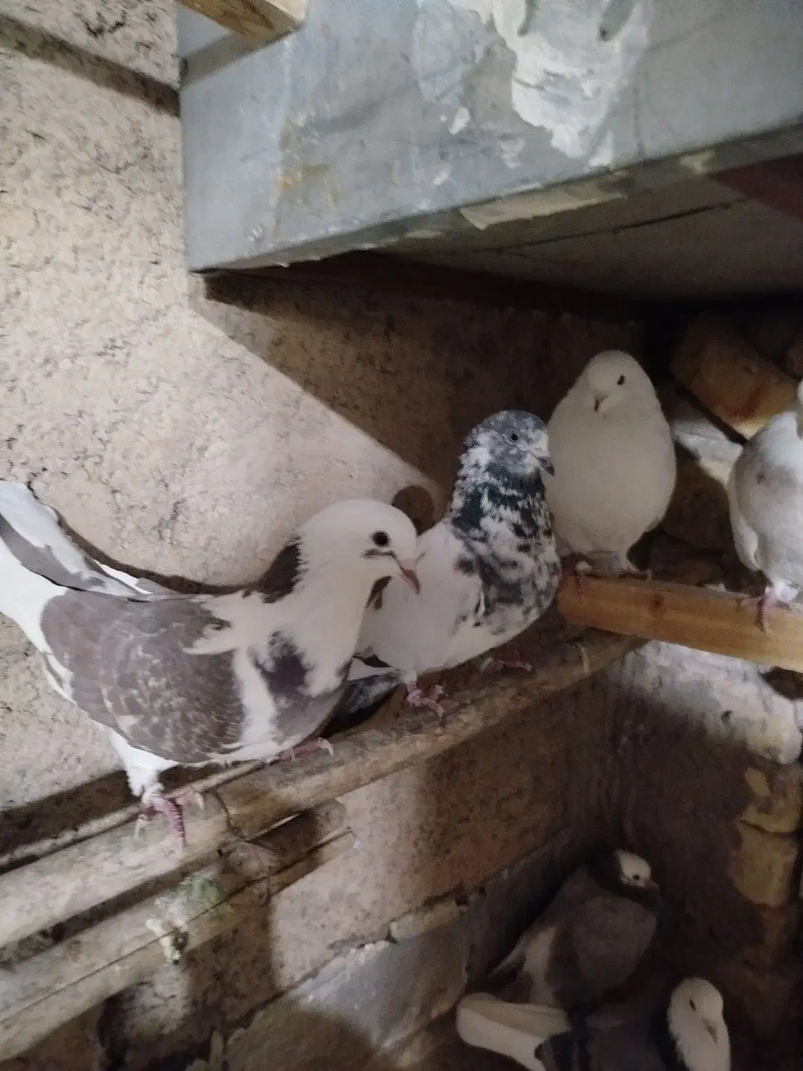 کبوترپرشی|پرنده|مبارکه, |دیوار