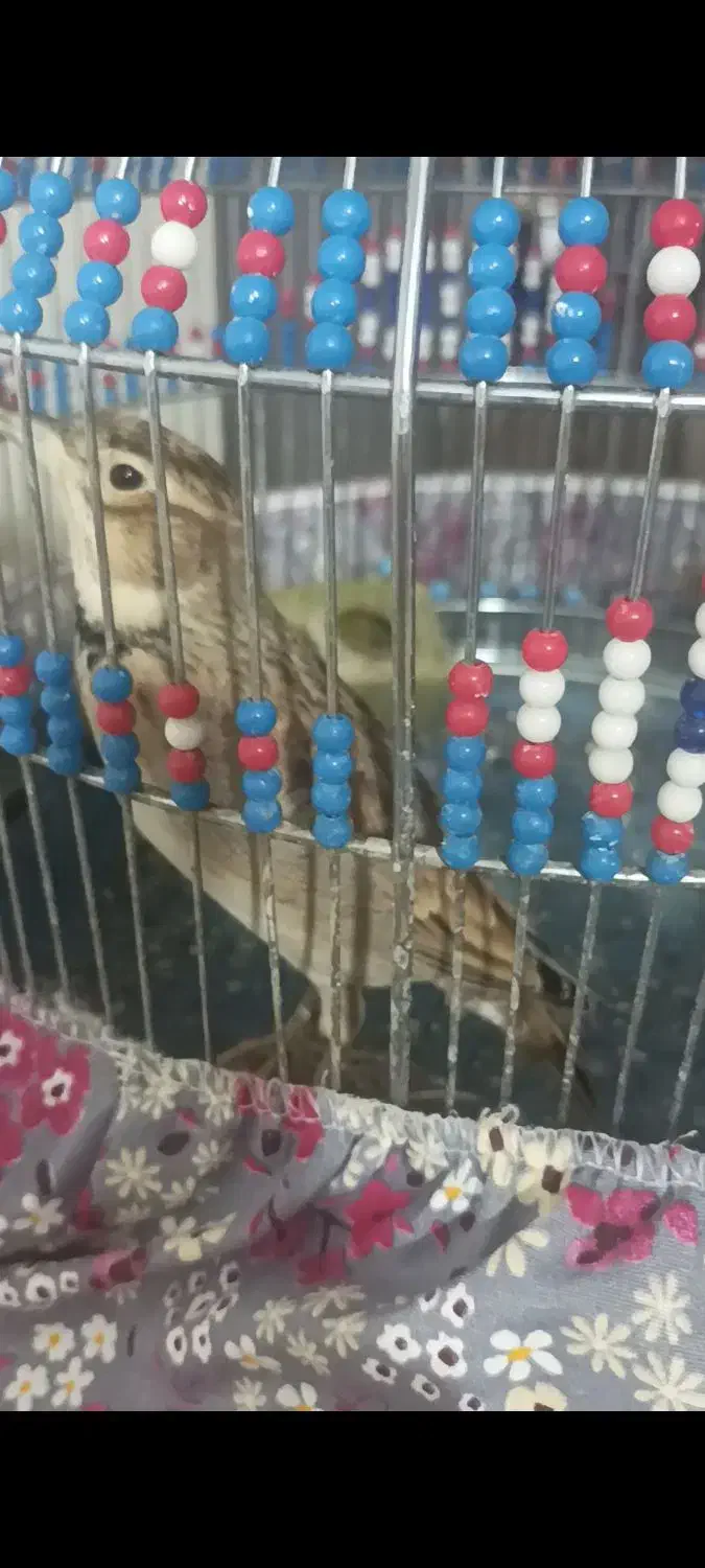 سهره مست مست|پرنده|تهران, شمیران‌نو|دیوار