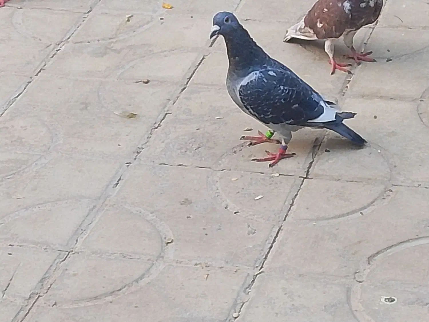 کفتر مسافتی|پرنده|شیراز, بهارستان|دیوار