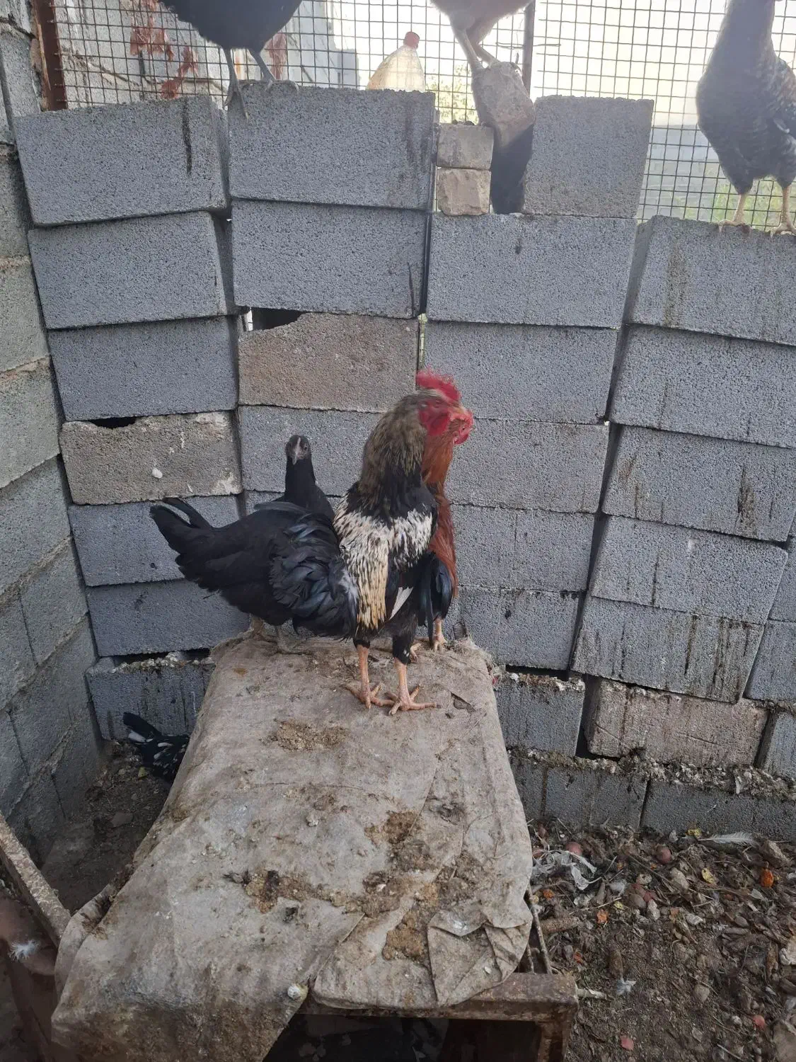 ۳عدد خروس گلین و لاری گردن گلابی|حیوانات مزرعه|شیراز, بید زرد|دیوار