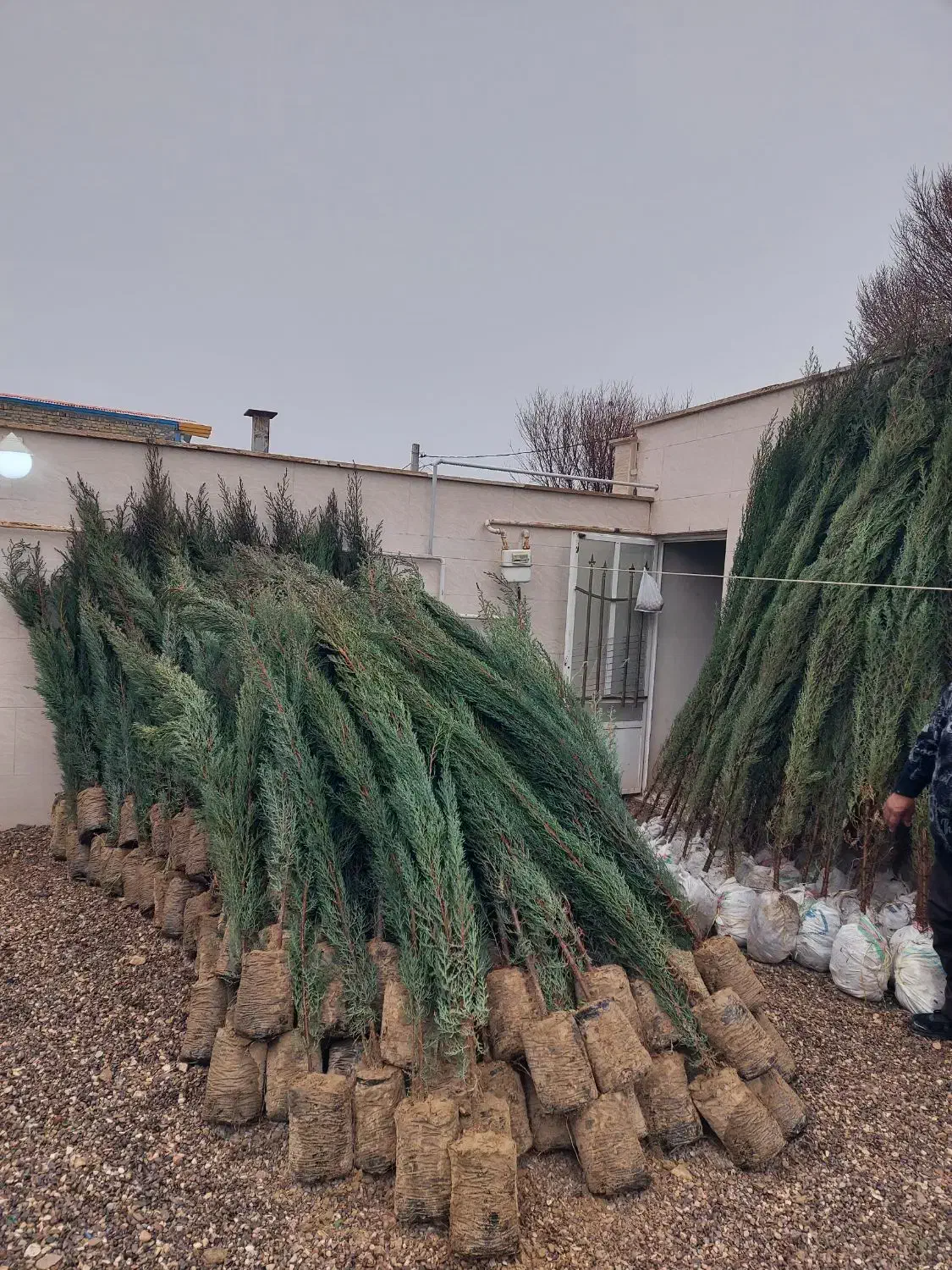 نهال|خدمات باغبانی و درختکاری|تبریز, |دیوار