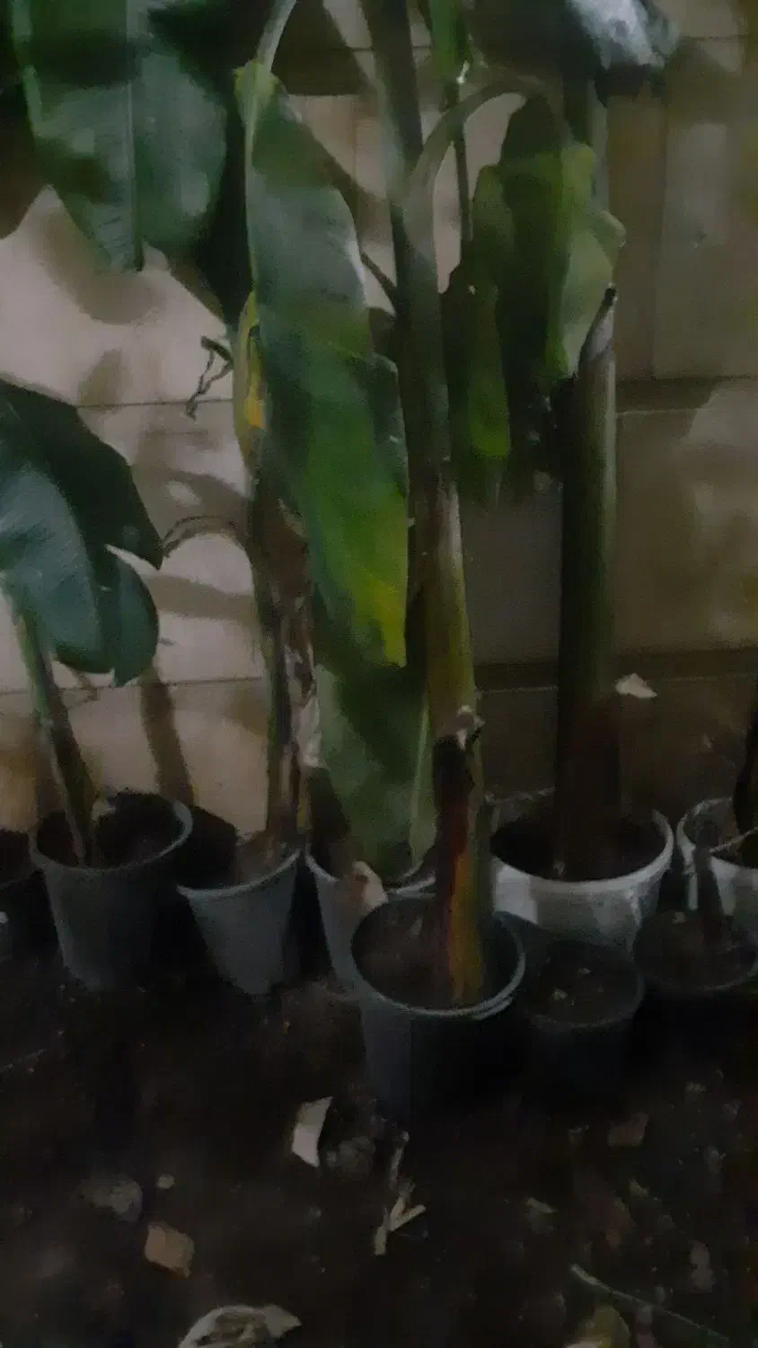 درخت موز|گل و گیاه طبیعی|گرگان, |دیوار