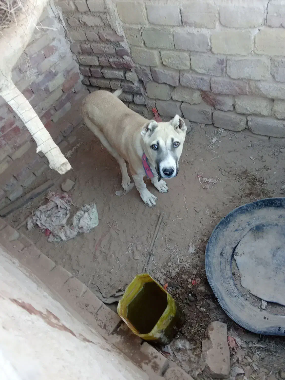 کچ دل فروشی موقعیت سرایان|سگ|سرایان, |دیوار