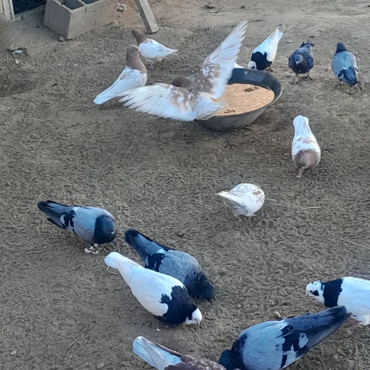 کبوتر کله ای|پرنده|فیروزآباد (آذربایجان), |دیوار