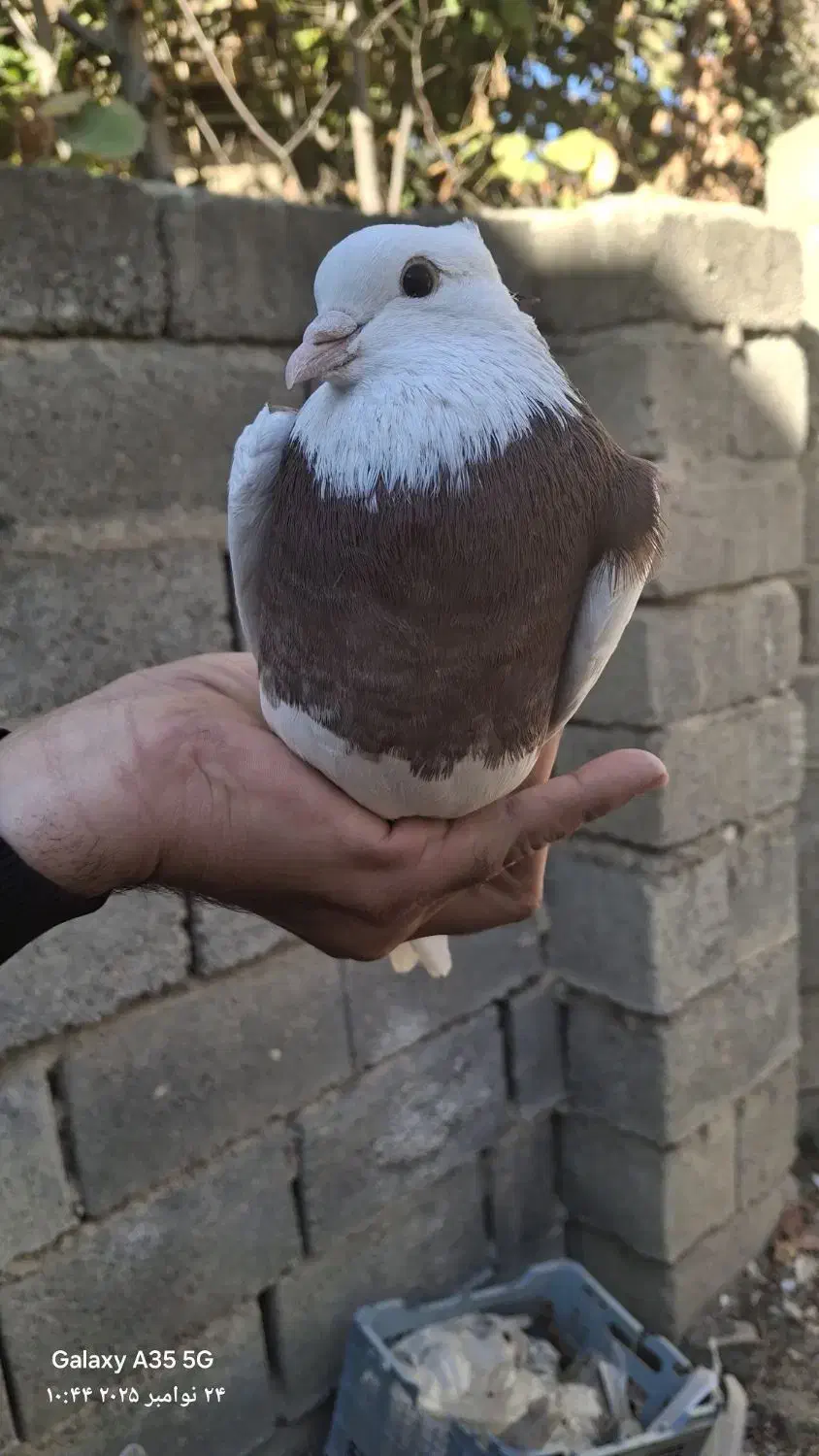 کبوتر طوقی|پرنده|مینودشت, |دیوار