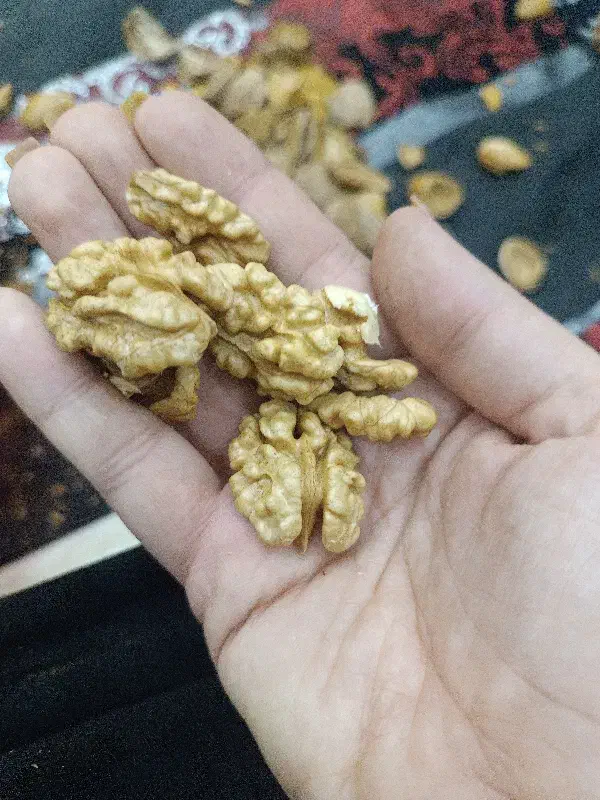 گردو|خوردنی و آشامیدنی|ارومیه, |دیوار