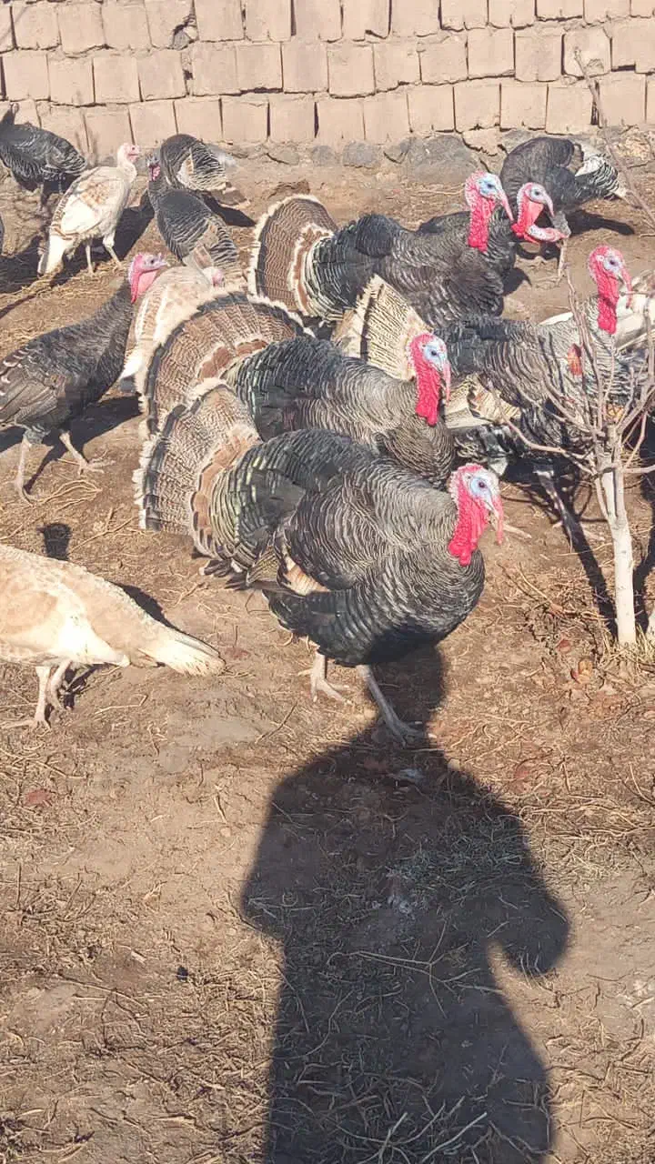 بقلمون محلی|حیوانات مزرعه|شوط, |دیوار