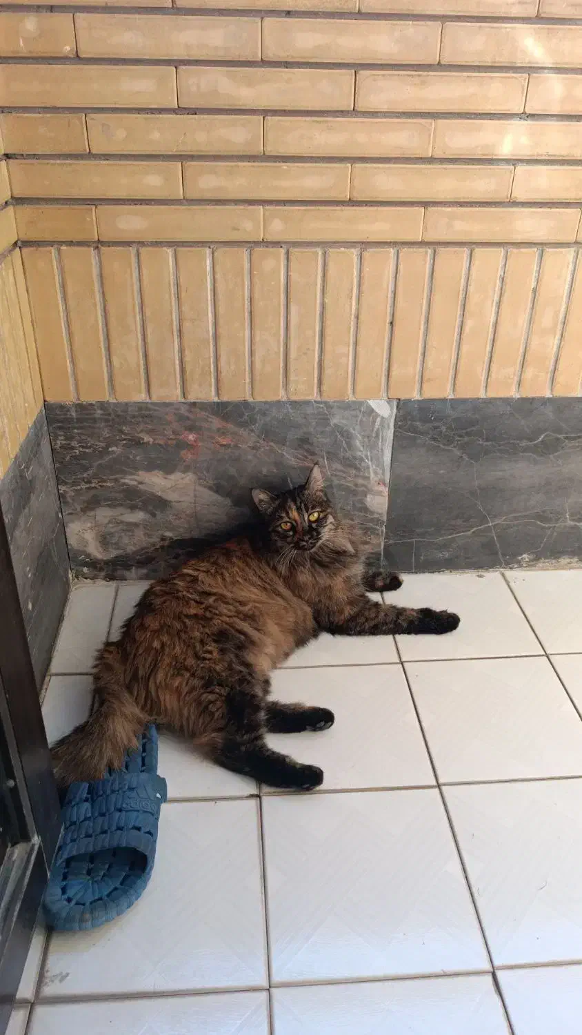 واگذاری بچه گربه نژاد مین کون|گربه|مشهد, دانشجو|دیوار