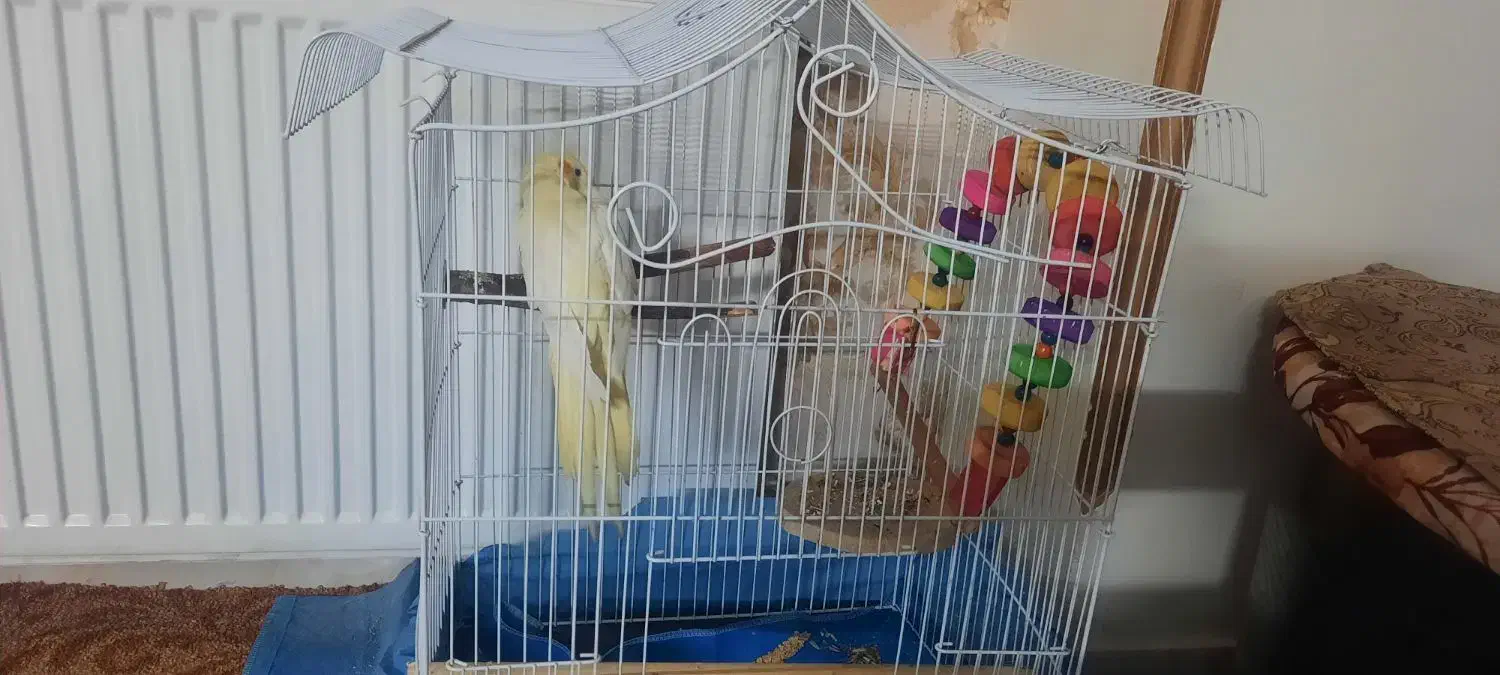 عروس هلندی لوتینو|پرنده|چهاردانگه (تهران), |دیوار