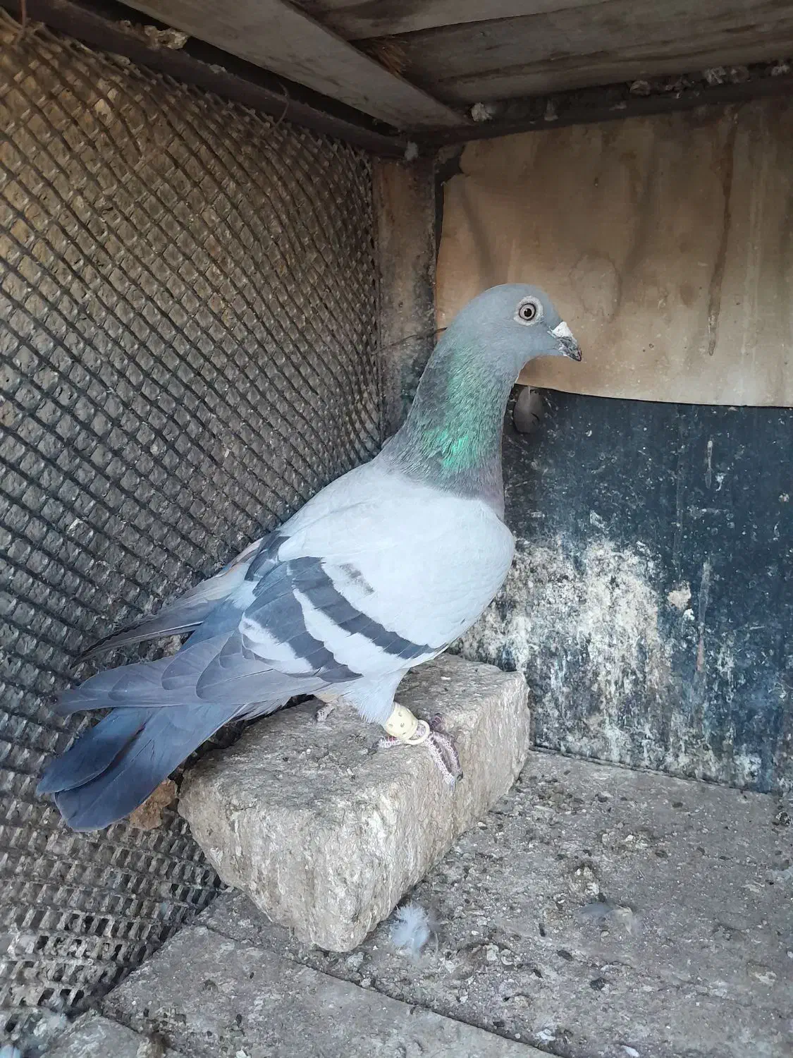 کبودپلاکی|پرنده|قزوین, |دیوار