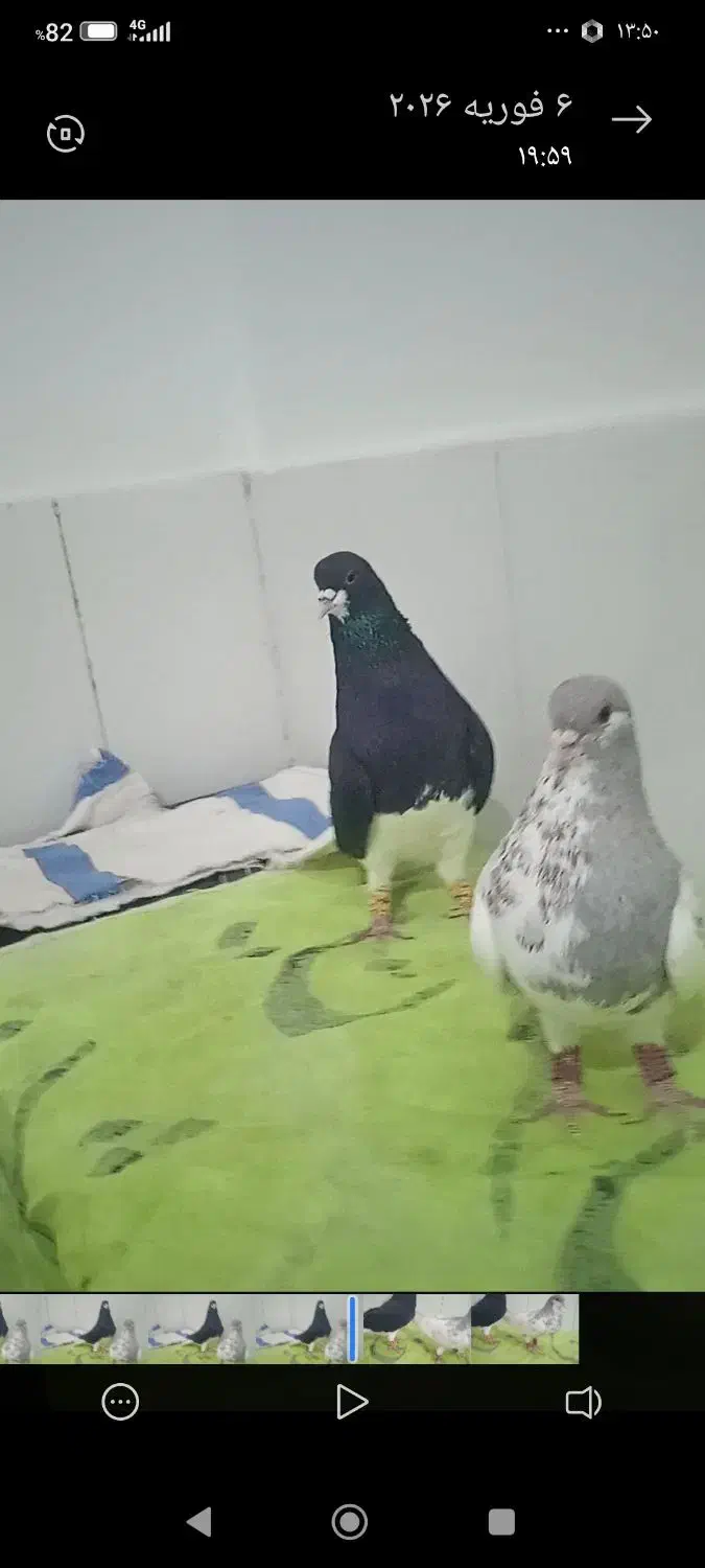 کبوتر|پرنده|داراب, |دیوار