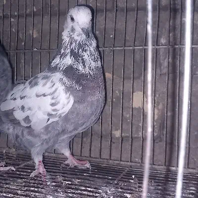 کبوترنقش وپرشی|پرنده|ساوه, |دیوار