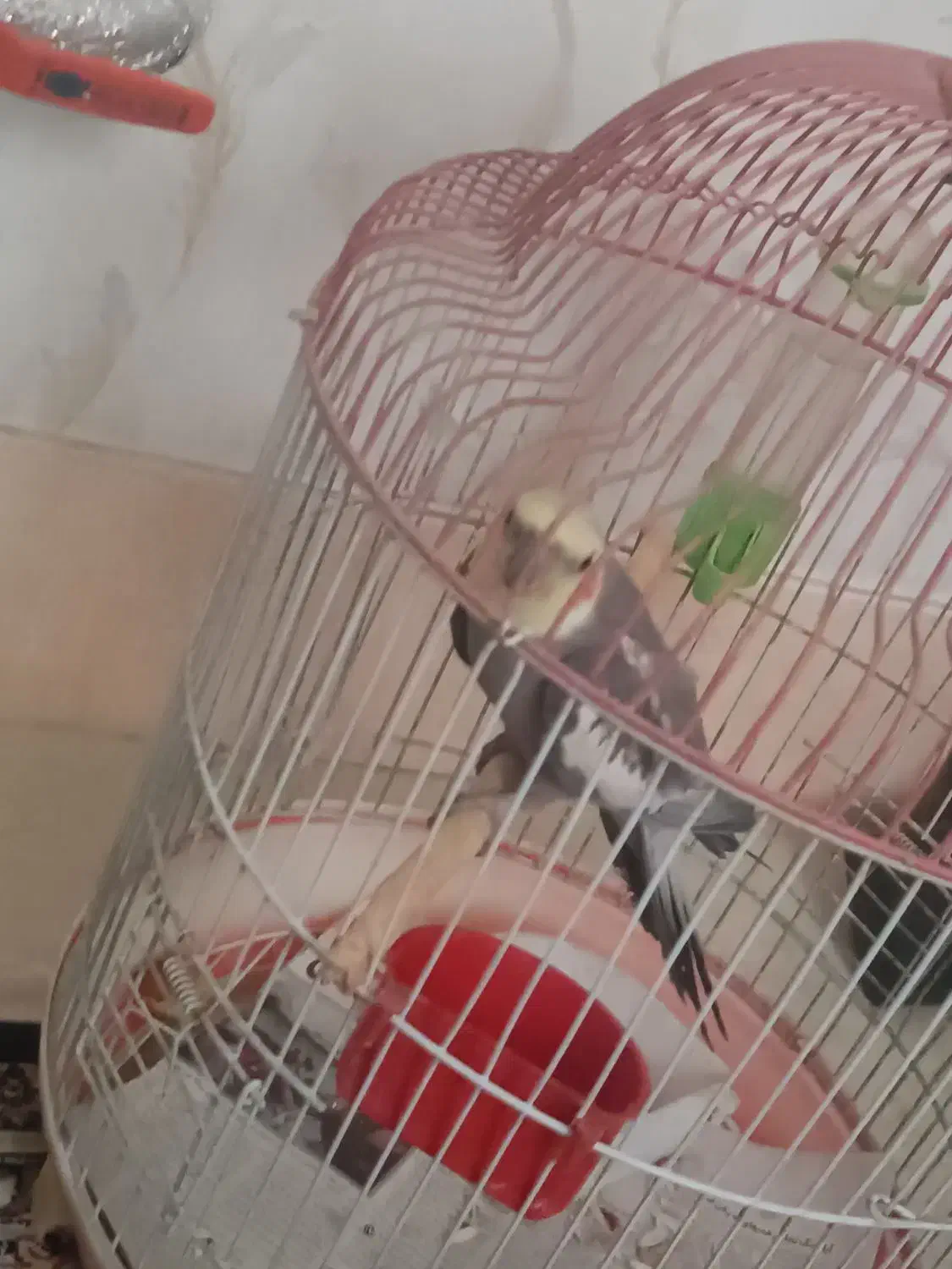 طوطی عروس|پرنده|سمنان, |دیوار