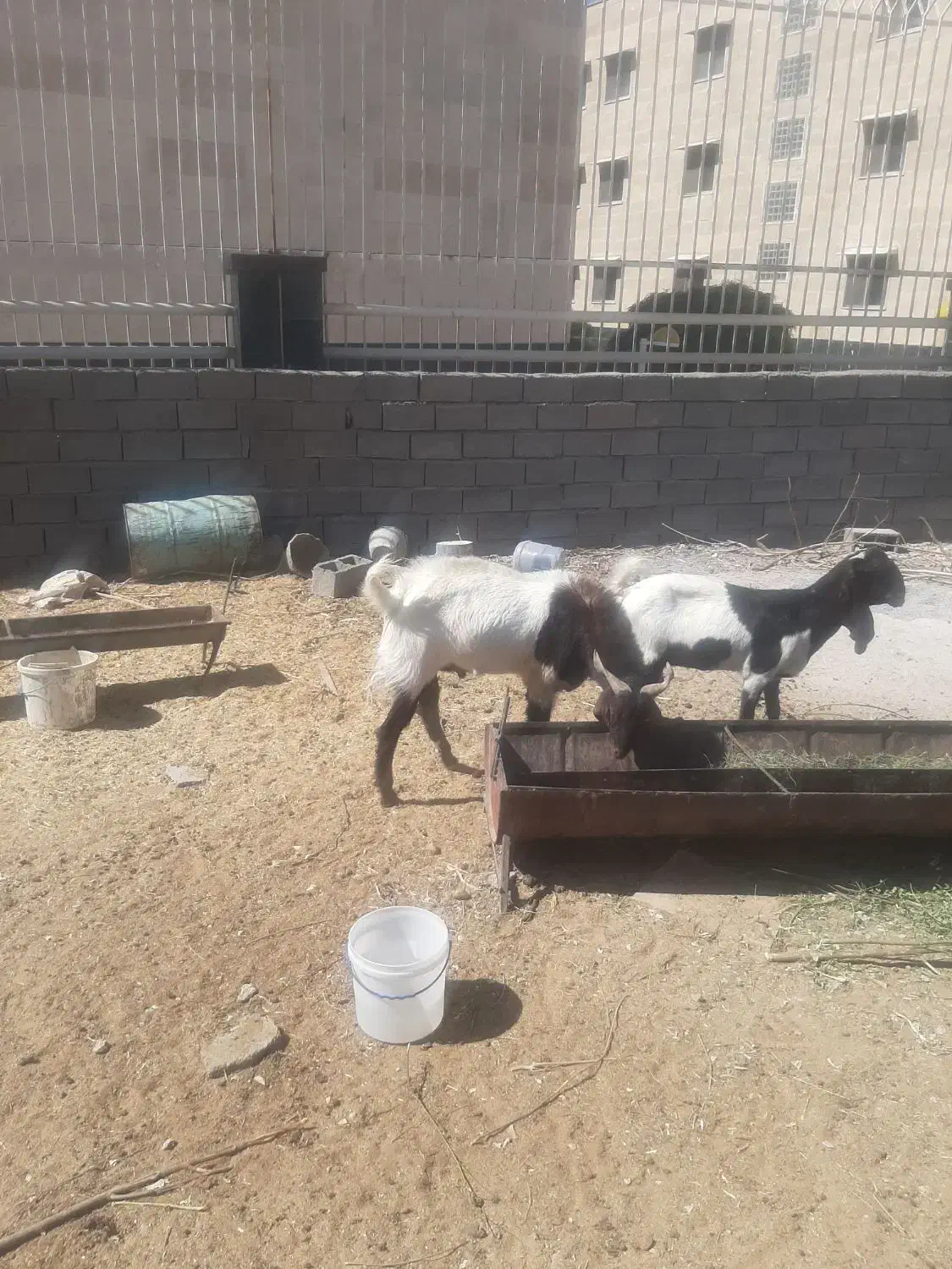 نر بز افغان اصل|حیوانات مزرعه|مهران (ایلام), |دیوار